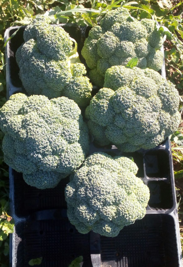 Broccolo siciliano