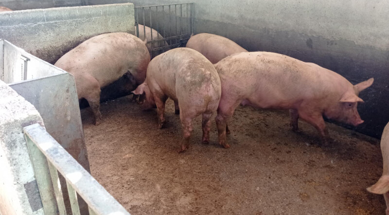 Azienda Agricola Colletti Trattoria La Pineta da Dario